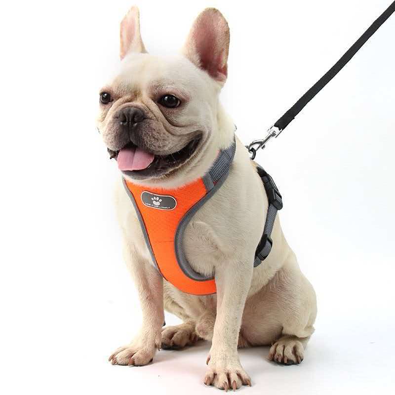 PET LEASH